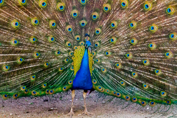 istock peacock bird showing off his beautiful feathers 1226255549