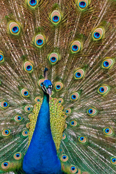 istock peacock bird showing off his beautiful feathers 1226255581