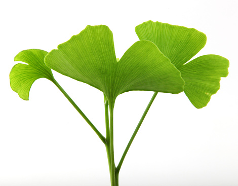 Ginkgo biloba, commonly known as ginkgo or gingko, also known as the maidenhair tree, is the only living species in the division Ginkgophyta