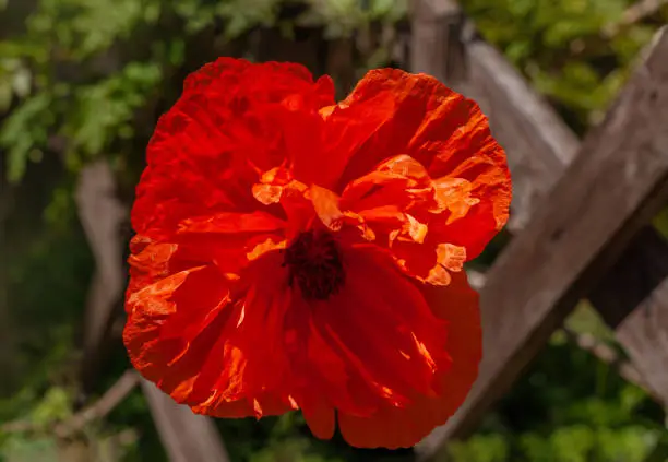 Red poppy flower in the meadow. Amazing wild poppies wallpaper. Beautiful nature photography with copy space. Floral greeting card, text sign. Natural colorful landscape screensaver.