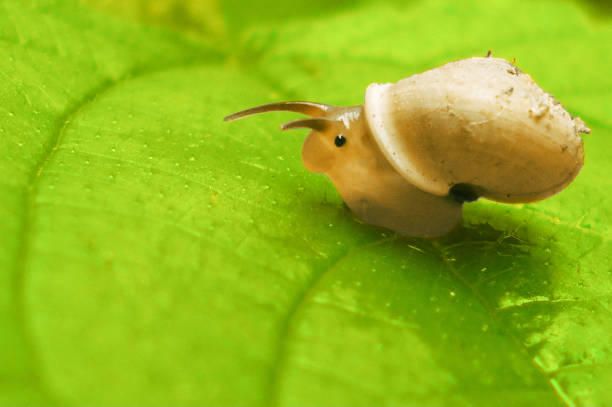 Trochulus hispidus Hairy Snail. Digitally Enhanced Photograph.