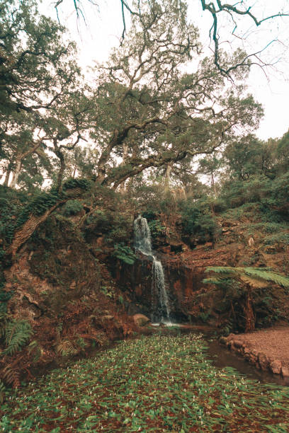 istock Tall waterfall in peaceful woods, with trees surrounding it 1226258203