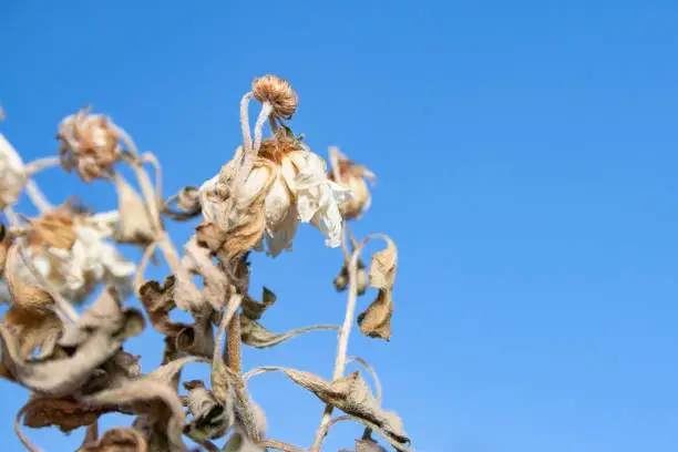 Macro view of a plant that has dried up due to lack of water with withered leaves and flowers and a blue sky in the background