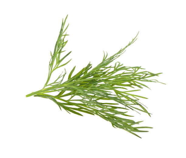 istock dill branch on a white background, isolated. 1226260096
