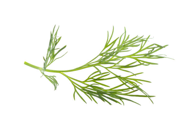 istock dill branch on a white background, isolated. 1226260098
