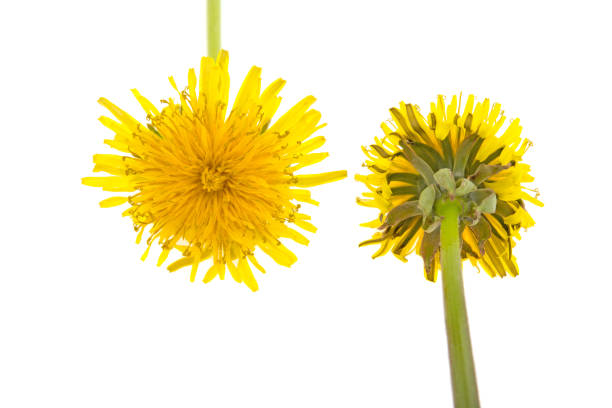 istock yellow flowers, dandelion on a white background, isolated. 1226260208