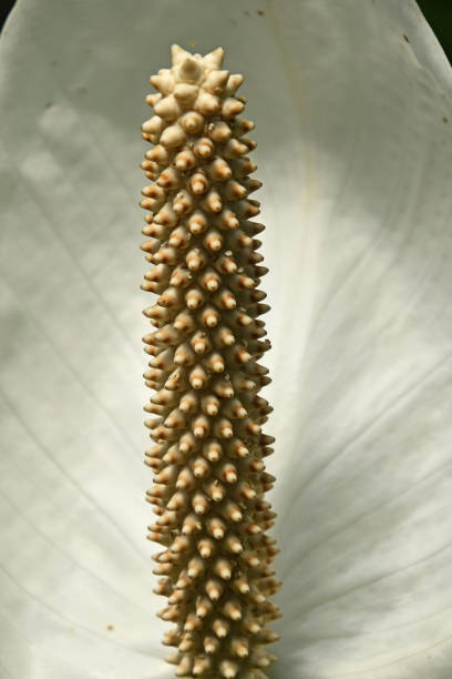 istock Close up one white Spathiphyllum flower 1226261423