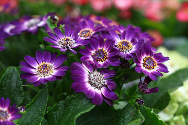 Close up purple cineraria flowers Close up purple cineraria flowers in garden, high angle view cineraria stock pictures, royalty-free photos & images