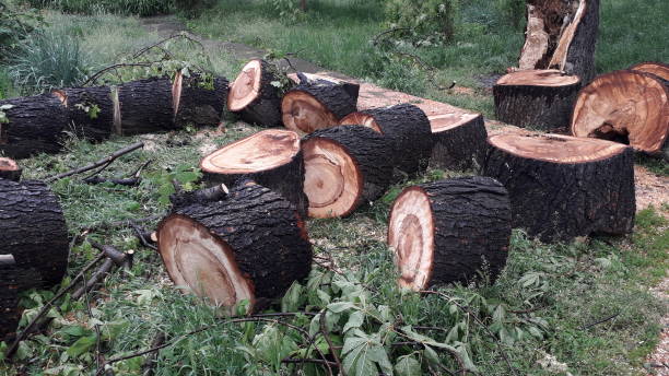 istock A large trunk of a fallen tree is cut into the stumps 1226261678