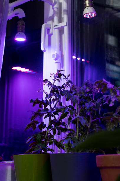 istock Tomato plants on windowsill near window under artificial lighting LED lamp solar spectrum 1226261760