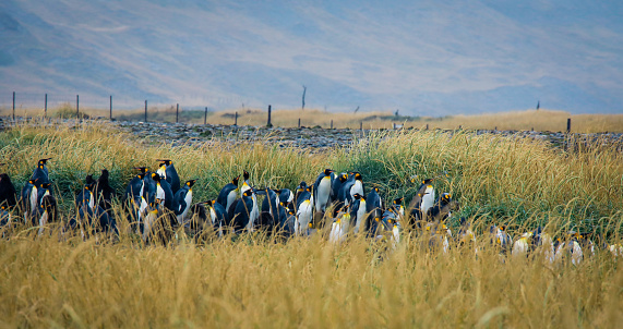 Panoramic View to the Big King Penguin Colony in the Parque Pinguino Rey near Porvenir, Tierra del Fuego, Chile