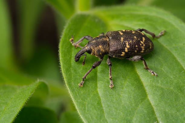 Close-up. Weevil beetle (Hylobius abietis). An insect sits on a green leaf of a plant. Pest tree. Close-up of a beetle. Weevil pine sitting on a green leaf of a plant. Adult insect. Pest tree. pine weevil hylobius abietis stock pictures, royalty-free photos & images