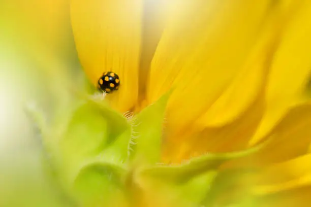 Nature,Sunflower,Flower,Ladybug,Yellow