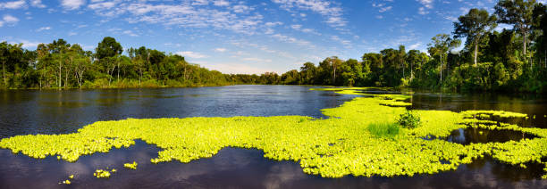 панорамный вид на реку мараньон в заповеднике пакайя самирия в перу, недалеко от икитоса. река зеркал. - iquitos стоковые фото и изображения