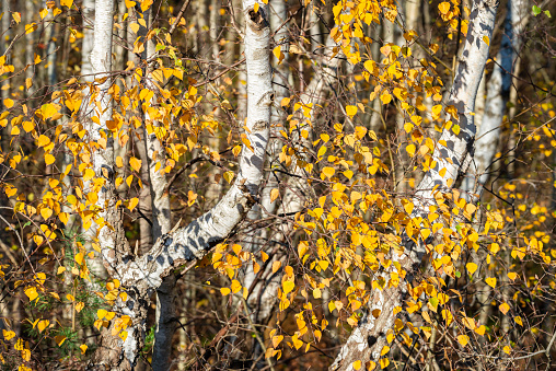 Birch tree trunks in autumn sunlight