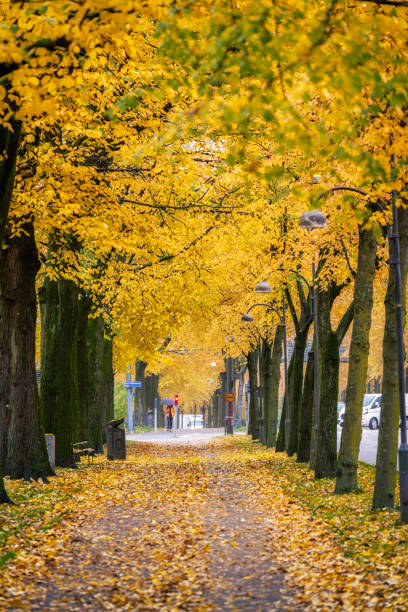 istock Gothenburg autumn avenue 1226264031