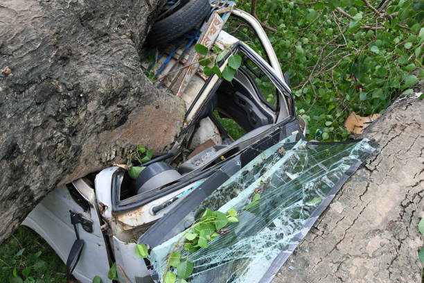 Burdwan Town, Purba Bardhaman District, West Bengal / India - May 21, 2020: Car crushed under the burden of an uprooted tree during Wednesday's (20 May, 2020) Cyclone Amphan in Burdwan town.