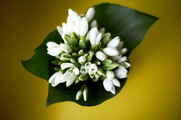 istock Fresh snowdrops in a vase closeup. view from above. 1226264079