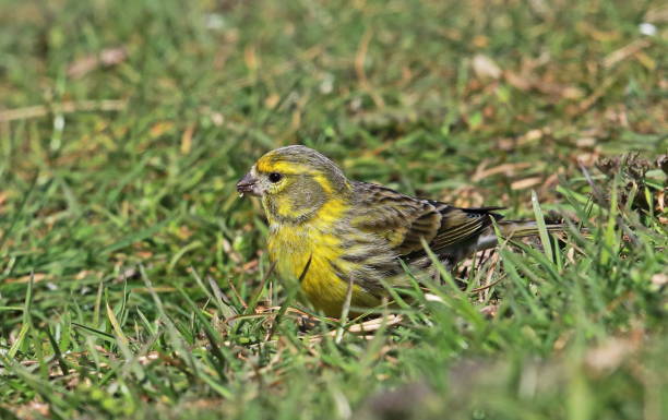 European Serin European Serin (Serinus serinus) adult male feeding on ground"n"nEccles-on-Sea, Norfolk, UK, Europe                        April serin stock pictures, royalty-free photos & images
