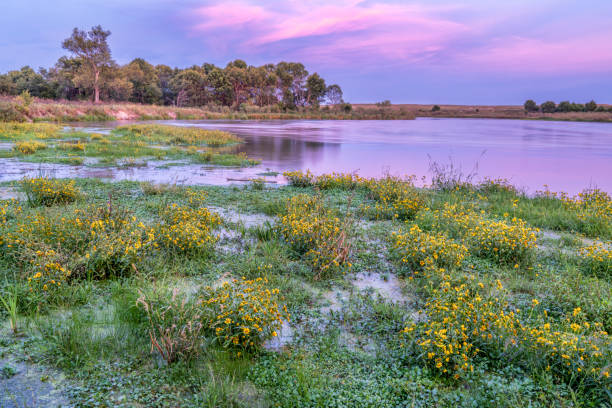 late summer or early fall dusk over Dismal River at Nebraska National Forest with a sandbar covered by yellow widflowers, travel America concept