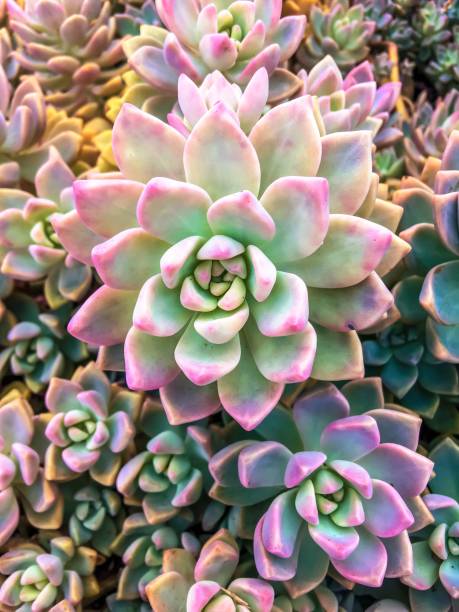 istock closeup green and pink succulent plant background 1226267500