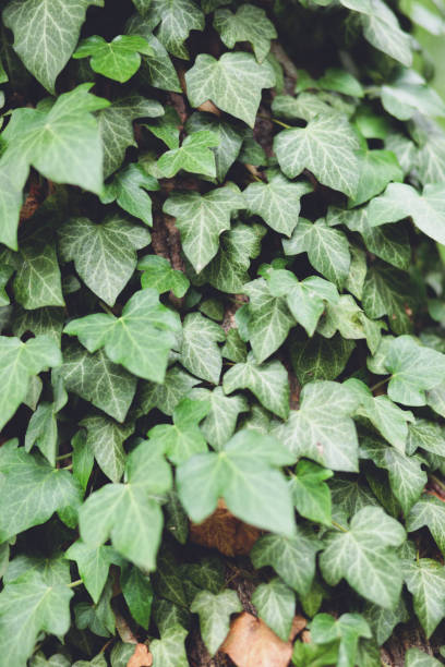 istock Ivy leaves closeup 1226268075
