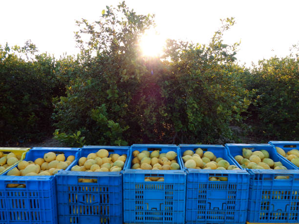istock Fruit boxes full of lemon stacked against sunrise 1226268201