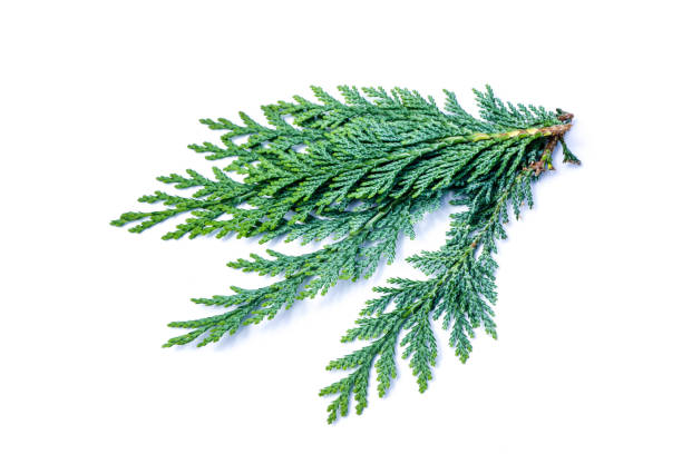 cypress isolated on white background cypress isolated on white background thuja occidentalis stock pictures, royalty-free photos & images