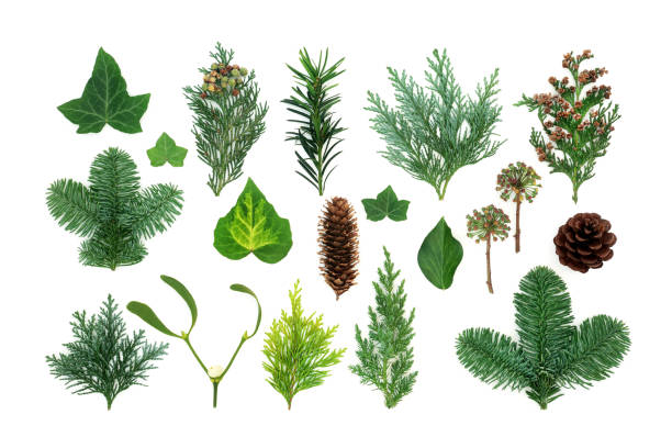 istock Natural Winter Greenery with Flora and Fauna 1226268578