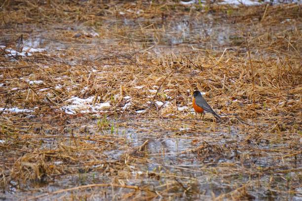 robin in the melting snow - melting spring robin snow imagens e fotografias de stock