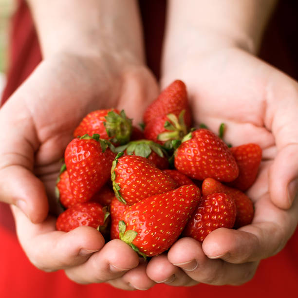istock fresh strawberries in male hands on a red background 1226269448