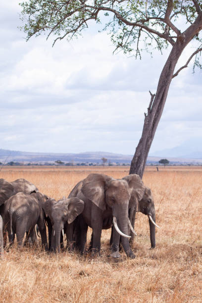 istock Elephant baby african savannah 1226269494