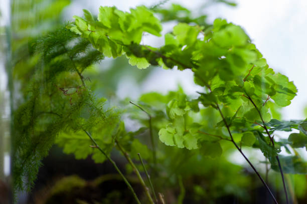 istock Beautiful jar with live forest with self ecosystem, terrarium, forest in a jar 1226269517