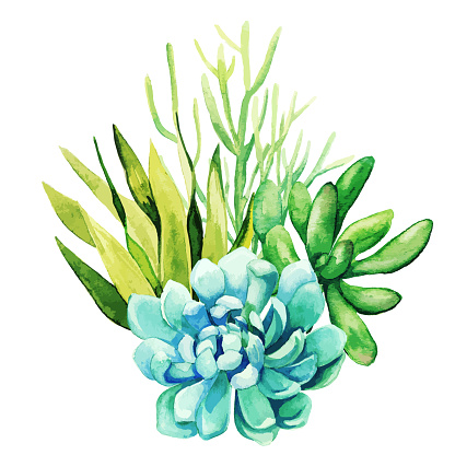 Bright watercolor succulent plants bouquet, arrangement, hand drawn vector watercolor illustration