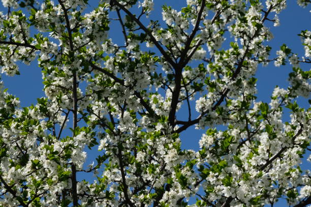 istock Blossom trees  Garden Blue Sky 1226273713