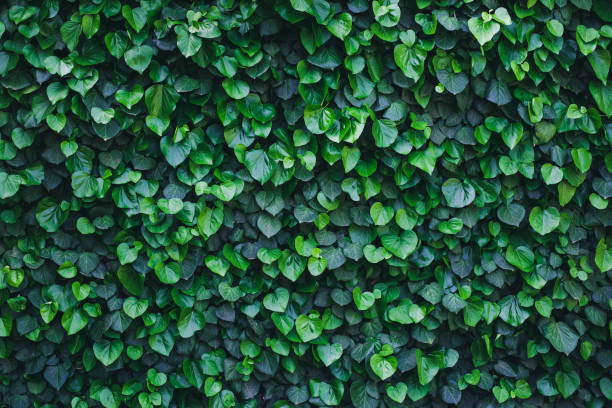 istock Abstract natural ivy green wall surface texture 1226275443