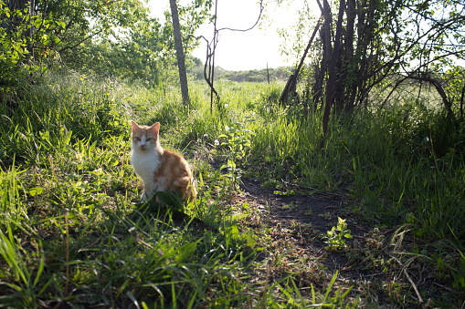 Ginger cat in the grass in the sun. Fluffy cat in the yard on a warm summer evening at dusk.