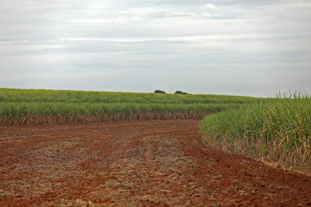 istock planting area for sugar cane 1226275697