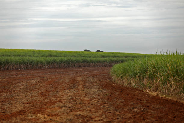 istock planting area for sugar cane 1226275700