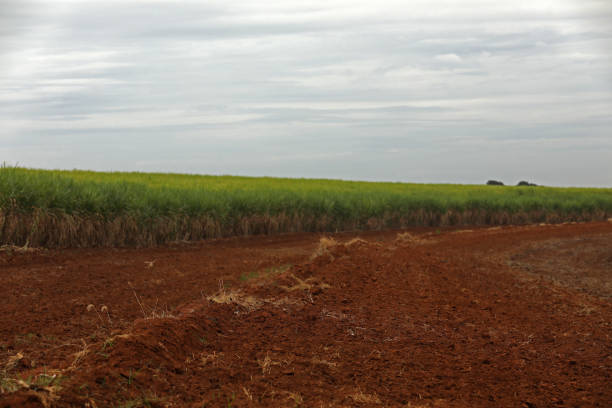 istock planting area for sugar cane 1226275802
