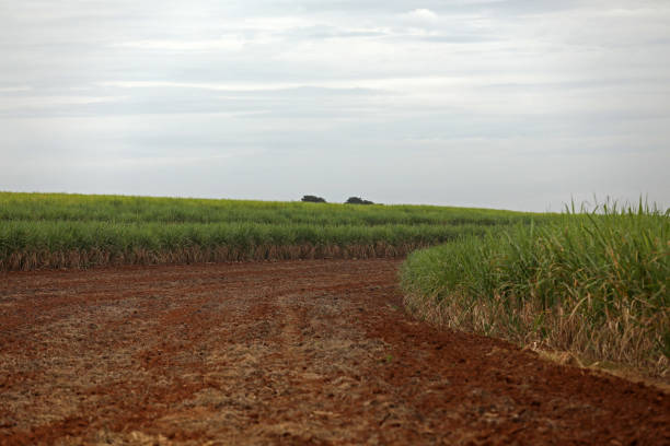 istock planting area for sugar cane 1226275810