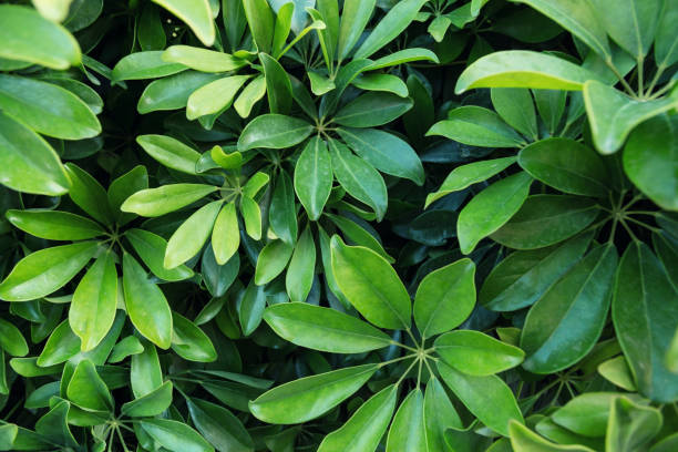 istock Beautiful Bright Green Plant Leaves During Spring 1226276656