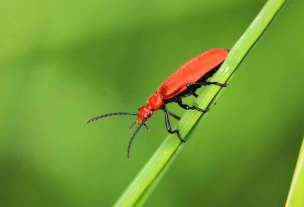Close up of common red soldier beetle on grass stem Close up of common red soldier beetle on grass stem with green background rhagonycha fulva stock pictures, royalty-free photos & images