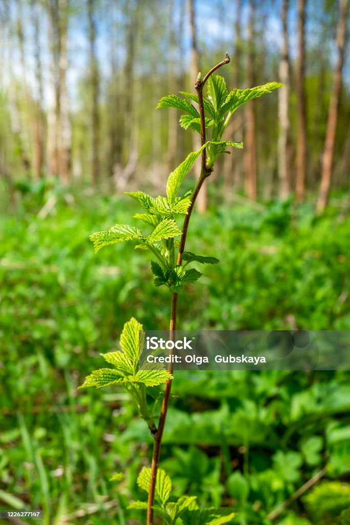 Escape the forest wild raspberries in the forest Escape forest wild raspberries grows in the forest on a clear spring or summer day. Environment. Vertical orientation. Raspberry Stock Photo