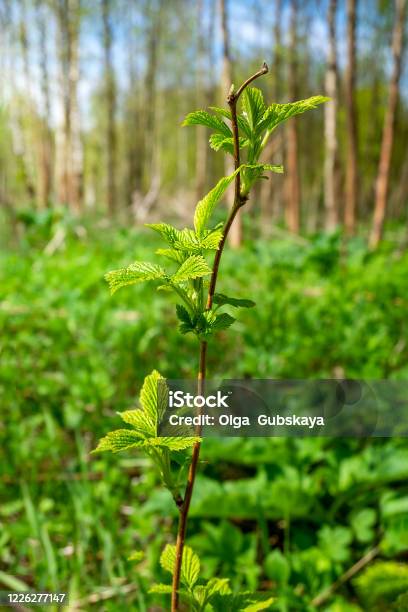 Escape The Forest Wild Raspberries In The Forest Stock Photo - Download Image Now - Raspberry, Seedling, April