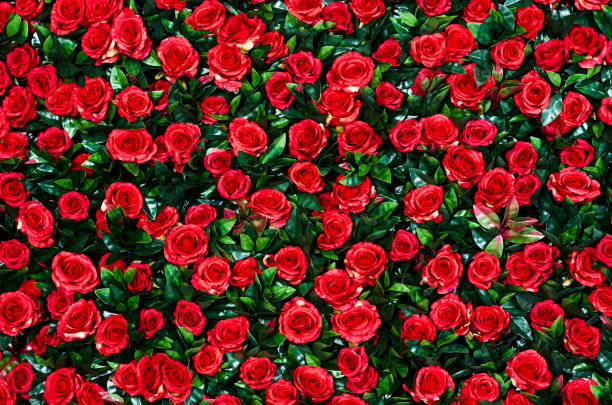 istock Flower wall, lots of roses 1226278175
