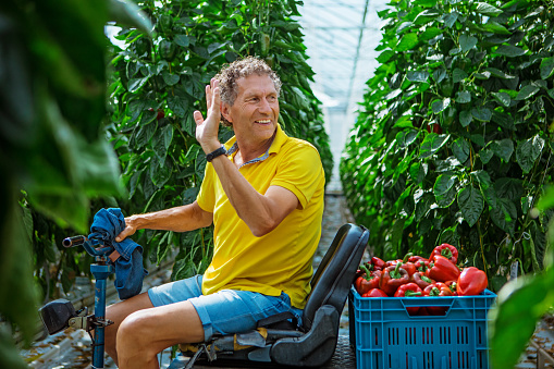 A male worker in a Paprika Greenhouse in Holland