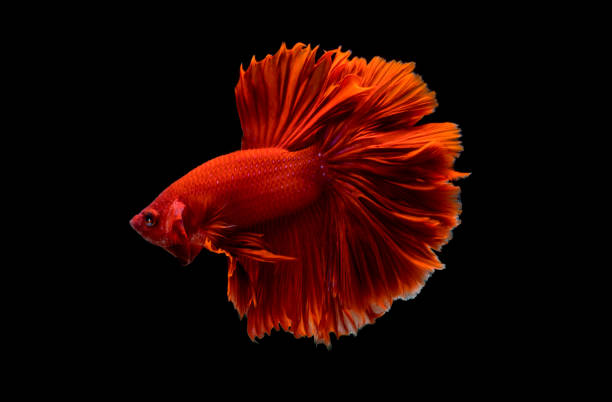 istock betta Fish Siamese Fighting Betta Splendens Plakad isolates on black 1226279137