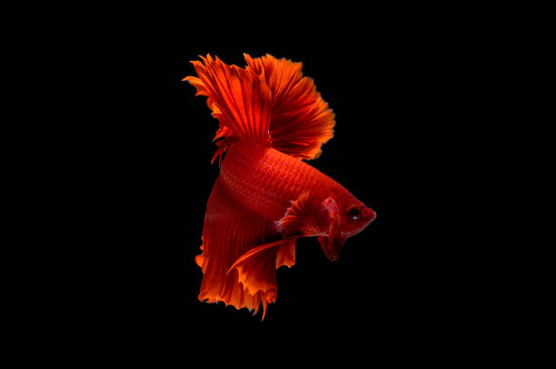 istock betta Fish Siamese Fighting Betta Splendens Plakad isolates on black 1226279164