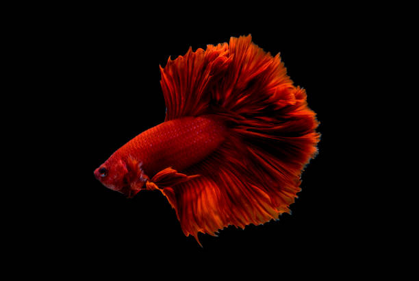 istock betta Fish Siamese Fighting Betta Splendens Plakad isolates on black 1226279178